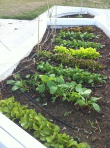 Garden Against Hunger