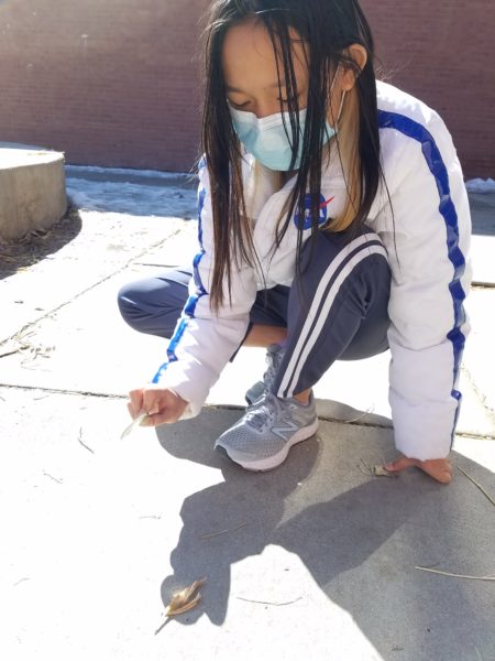 Angevine pollinators action project