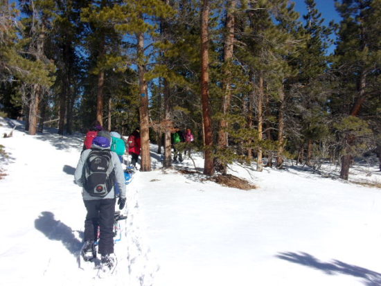 AMS winter field day