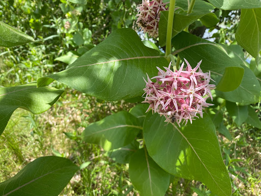 Cobbled Streets field day