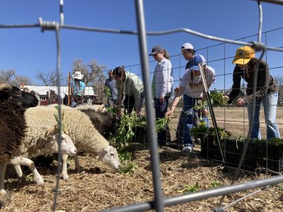 Students feed radishes to the sheet, after digging them up themselves.