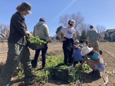New Vista High School students are digging radishes to give to the sheep.